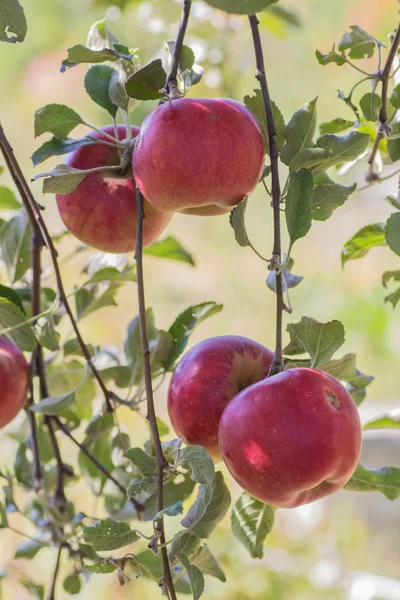 Red apples on apple tree branch — Stock Photo, Image