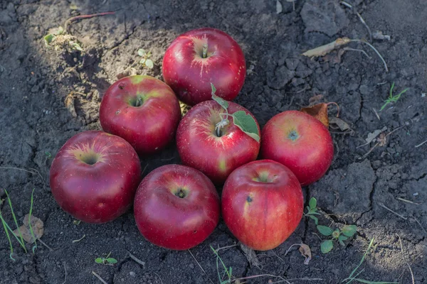 Red apples on apple tree branch — Stock Photo, Image