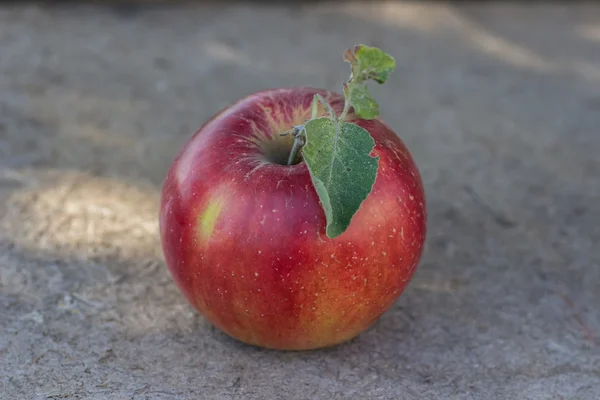 Red apples on apple tree branch — Stock Photo, Image