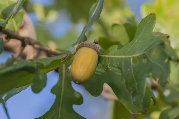 Плоды дуба, спелых осенью — стоковое фото