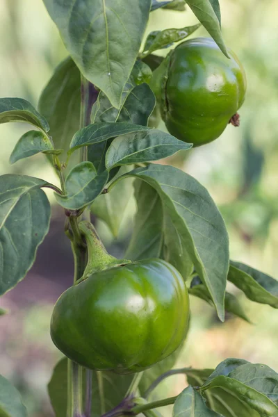 Groene peper in buiten tuin — Stockfoto