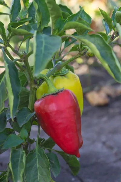 Rode en groene paprika's groeiende — Stockfoto