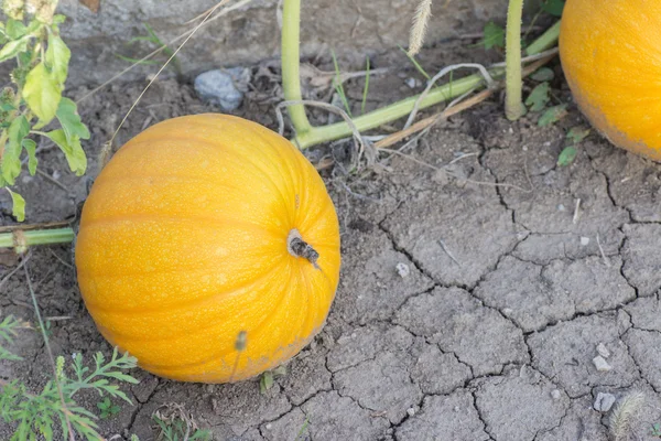 Couple of pumpkins — Stock Photo, Image