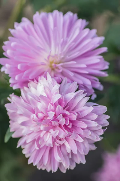 Aster mor çiçekler — Stok fotoğraf