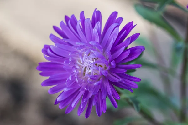 Fioletowe kwiaty Astry — Zdjęcie stockowe