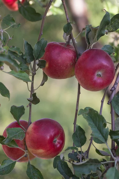 Red apples on apple tree — Stock Photo, Image