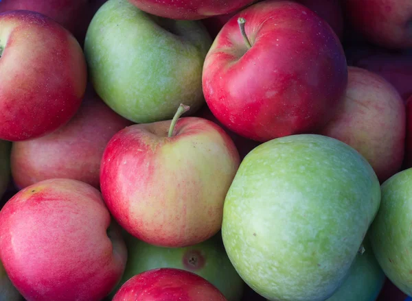 Røde æbler på æbletræ - Stock-foto