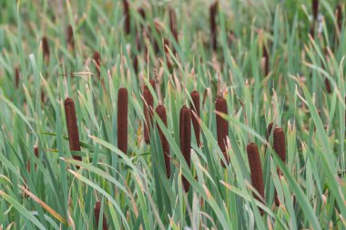 arka plan mavi yeşil çimen