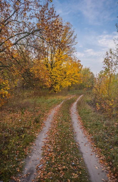 Keresztül az őszi erdőn — Stock Fotó