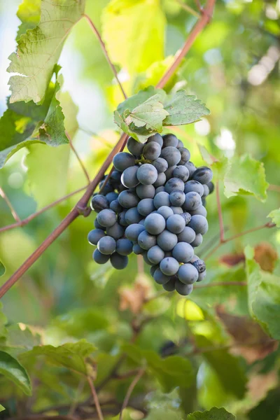 Kilka czerwonych winogron na wino z zielonych liści — Zdjęcie stockowe