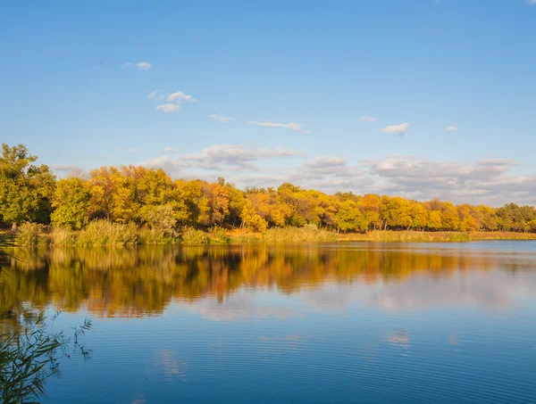 Bois d'automne sur la rive de la rivière — Photo