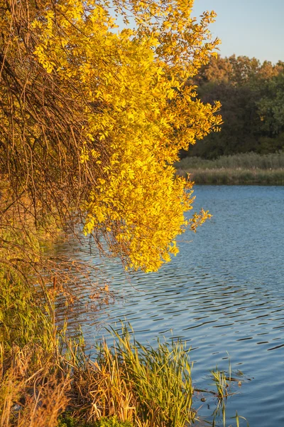 Madeira de outono na margem do rio — Fotografia de Stock
