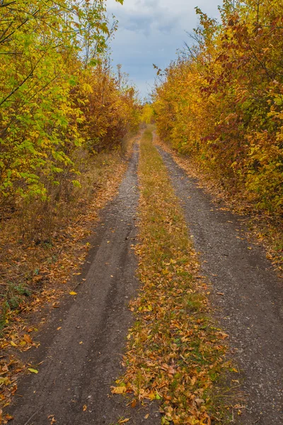 Chemin dans le parc d'automne brumeux — Photo