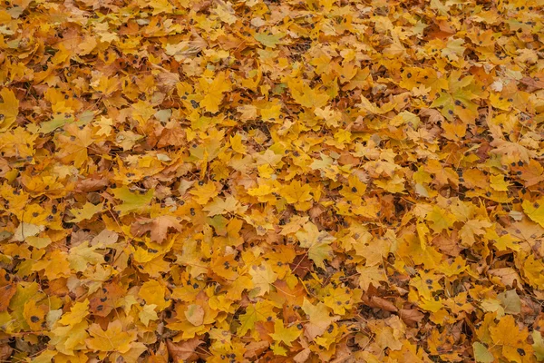 Φθινοπωρινά φύλλα, πολύ ρηχή εστίαση — Φωτογραφία Αρχείου