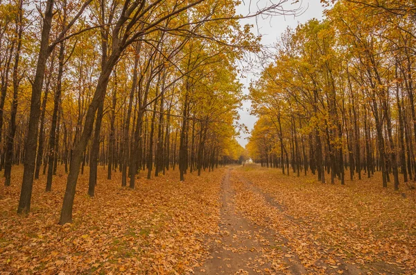 Caminho no nebuloso parque de outono — Fotografia de Stock