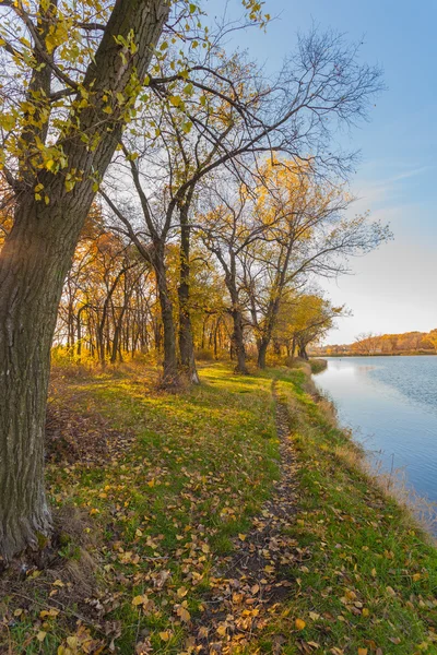 Bois d'automne sur la rive de la rivière — Photo