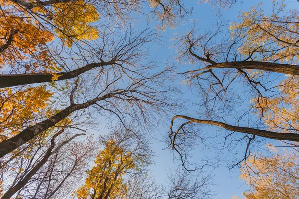 Pfad im nebligen Herbstpark — Stockfoto