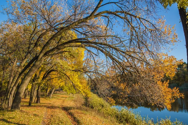 autumn wood on the river bank