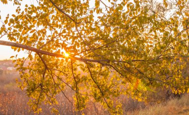 Sonbahar parkında yol