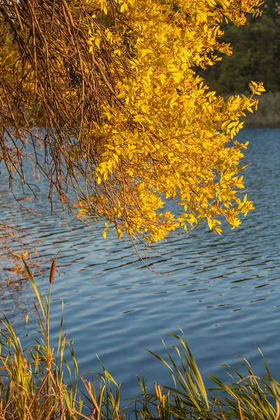 Bois d'automne sur la rive de la rivière — Photo
