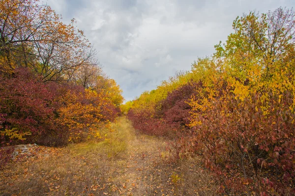 Camino en el parque de otoño —  Fotos de Stock