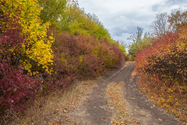 Camino en el bosque —  Fotos de Stock