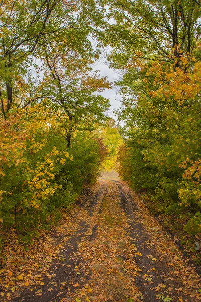 Camino en el bosque —  Fotos de Stock