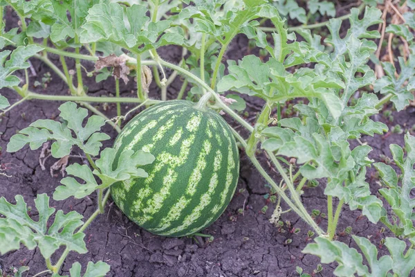 Zemědělství - přírodní vodní meloun — Stock fotografie
