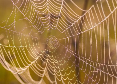 Örümcek ağı (örümcek ağı)