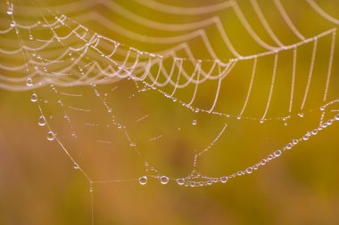 Örümcek ağı (örümcek ağı)