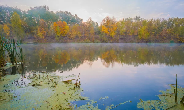 Bosque de otoño en la orilla del río — Foto de Stock