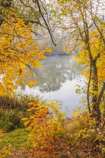 Bosco autunnale sulla riva del fiume — Foto Stock