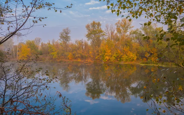 Осіннє дерево на березі річки — стокове фото