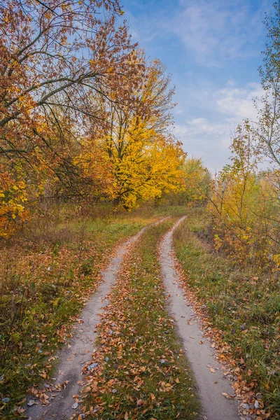 Camino en el bosque —  Fotos de Stock