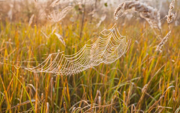 Web păianjen (cobweb ) — Fotografie, imagine de stoc