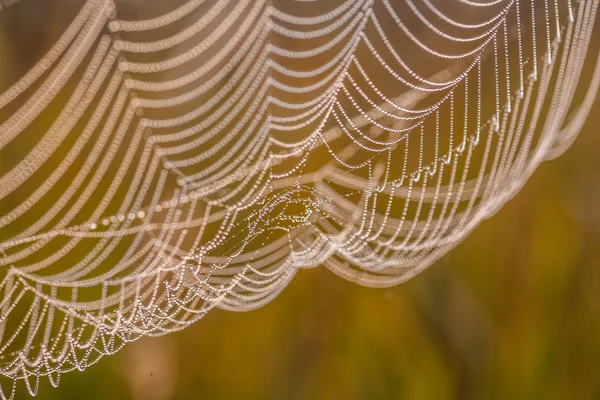 Web păianjen (cobweb ) — Fotografie, imagine de stoc