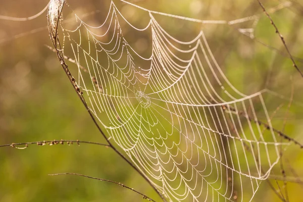 Павутинна мережа ( cobweb ) — стокове фото