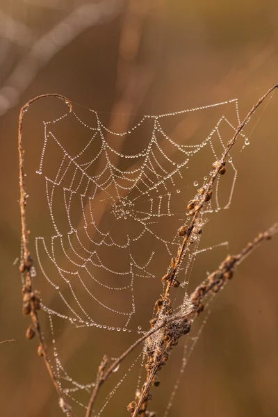 The spider web (cobweb) — Stock Photo, Image