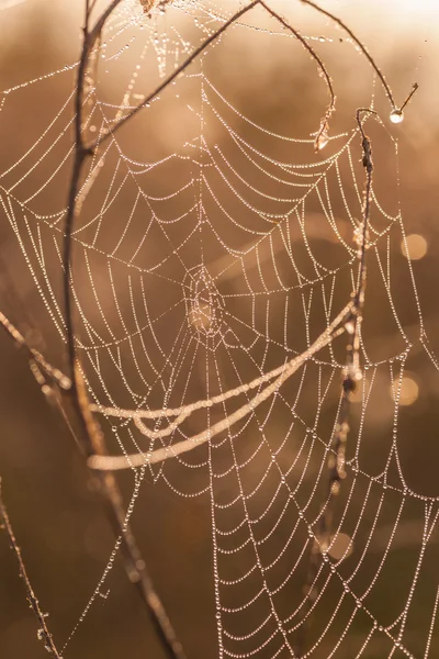 A pók hálójában (pókháló) — Stock Fotó