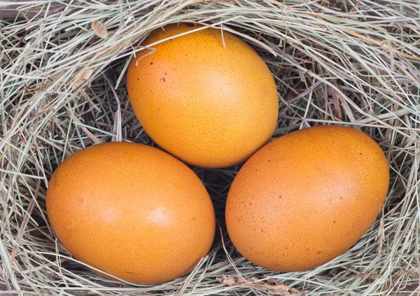 宏的褐色鸡蛋的拍摄 — 图库照片
