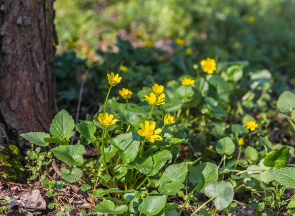 Frühlingswald mit Narzissen bedeckt — Stockfoto