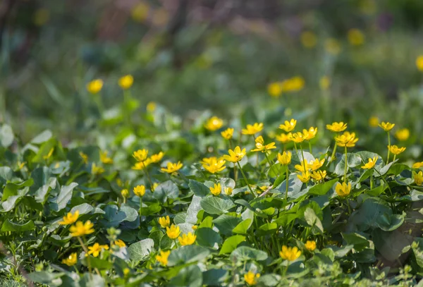 Floresta de primavera coberta de narcisos — Fotografia de Stock