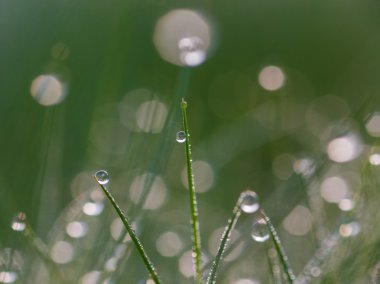 taze çiğ bahar çimenlerin üzerinde