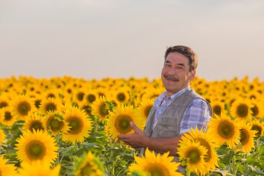 Çiftçi ayçiçeği alanında daimi