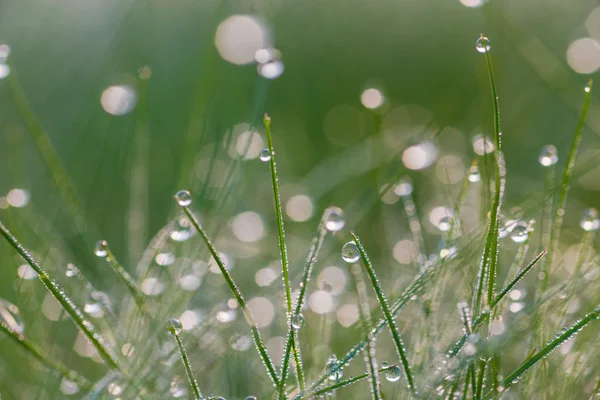 Свежая утренняя роса на яровой траве — стоковое фото