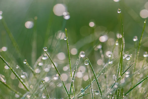 Čerstvé ranní Rosy na trávě na jaře — Stock fotografie