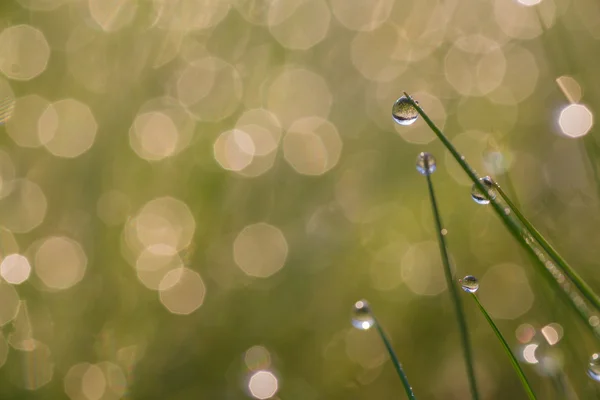 Frischer Morgentau auf Frühlingsgras — Stockfoto