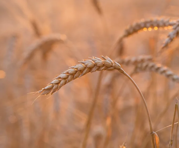 Sluiten van een tarweveld — Stockfoto