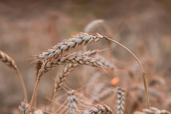 小麦畑の閉鎖 — ストック写真