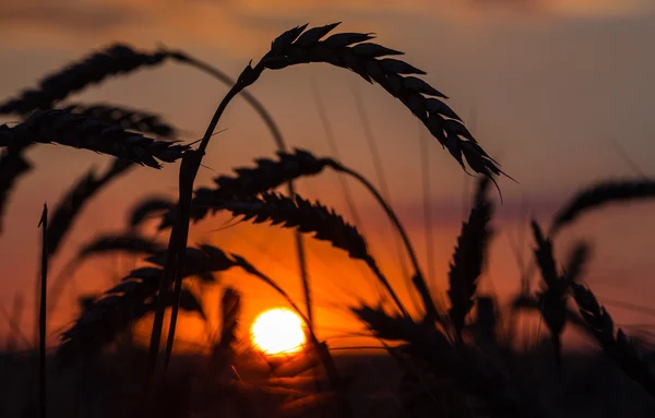 Silhueta de grama contra o pôr do sol — Fotografia de Stock